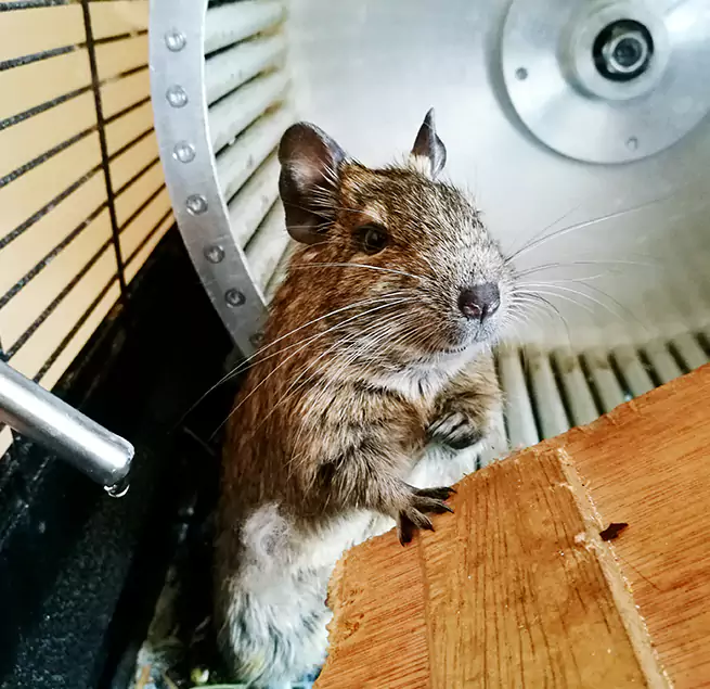 Why Homeowners & Businesses Trust Us Galesburg, IL